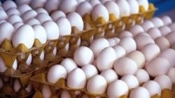 اختلال در شبکه توزیع، بازار تخم مرغ را متشنج کرد