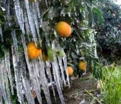 سرمازدگی _محصولات باغی _ فارس