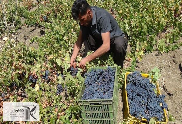 مشارکت روستاییان مرزنشین در برداشت انگور سیاه صادراتی