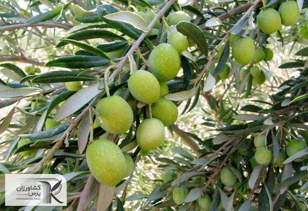طرح توسعه کشت زیتون در دستور کار نیست