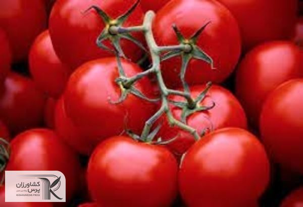ایجاد زنجیره تولید در کنار توسعه گلخانه‌ها ضروری است