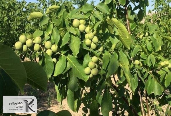 تسهیلات بلاعوض برای هر هکتار باغ به کشاورزان لرستان چه قدر است؟