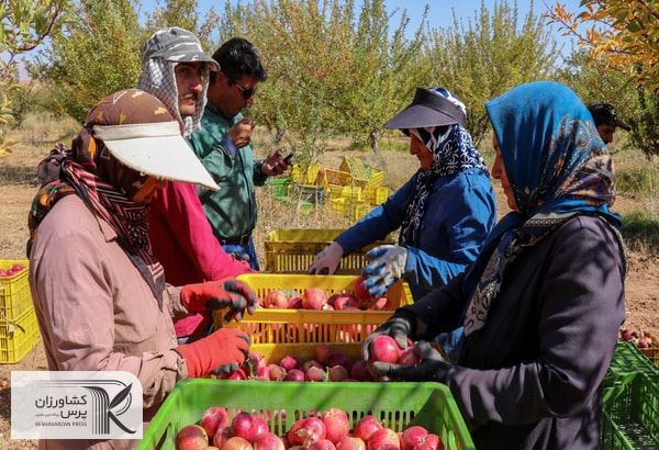 کندی روند خرید سیب صنعتی توسط کارخانجات آذربایجان غربی