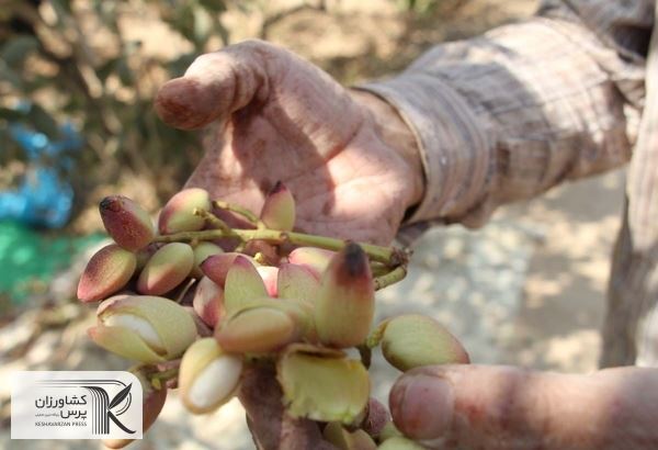 کاهش ۸۰ هزارتنی تولید پسته ایران به دلیل شرایط اقلیمی 