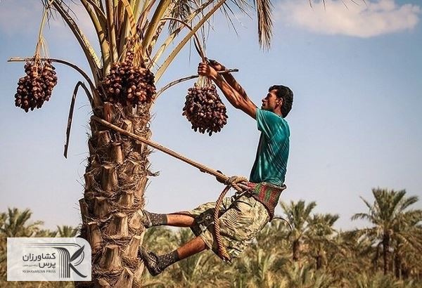 مشکل خرید تضمینی خرما در کوتاهترین زمان برطرف می‌شود