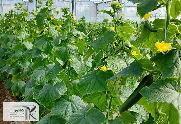 گلخانه سبزی و صیفی در روستای «امیرآباد» تویسرکان به بهره برداری رسید