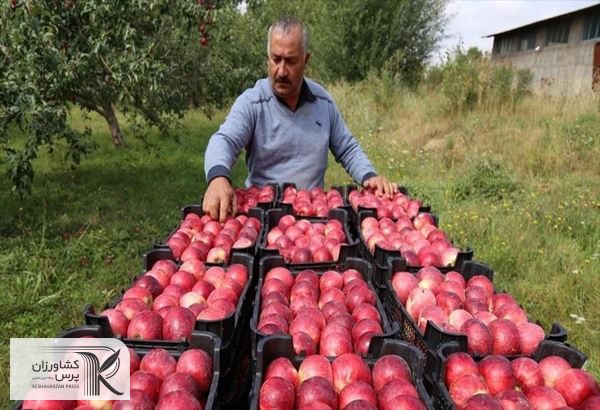 سه اقدام دولت برای حمایت از باغداران/سیب صادر و ذخیره سازی می شود