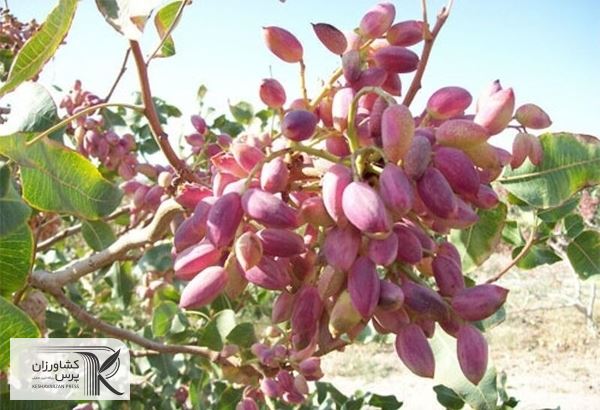 صادرات پسته ۲۰ درصد درآمدهای نفتی ارزآوری داشت