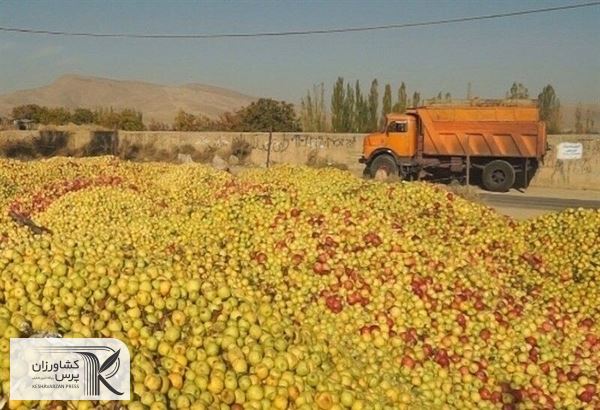 خرید تضمینی سیب، سدی محکم در مقابل دلالان است