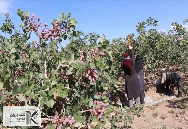 انباشت و کاهش برداشت زرشک در خراسان جنوبی