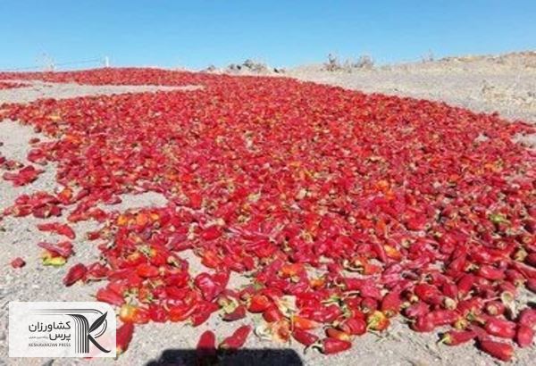 فرآوری راه رهایی قطب فلفل شرق استان سمنان از بند خام فروشی