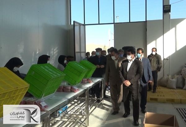 بازار فروش زرشک خراسان جنوبی توسعه می‌یابد