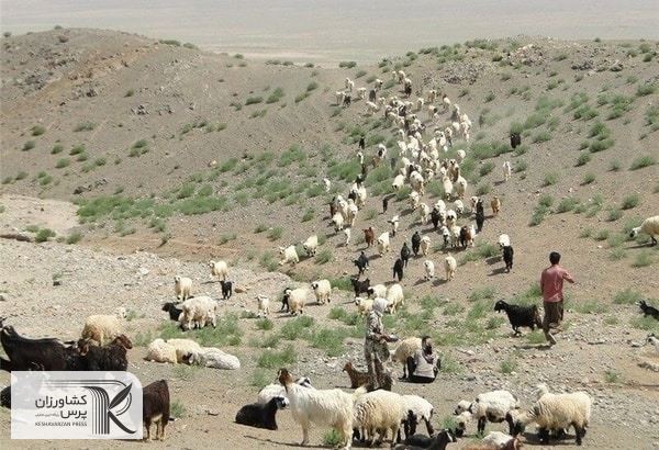 طرح محققان برای نجات دام‌های بوشهر از گرسنگی 