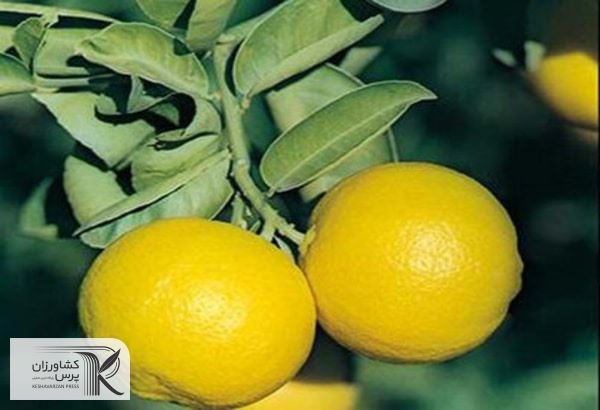 مرکبات قصرشیرین به بازار آمد
