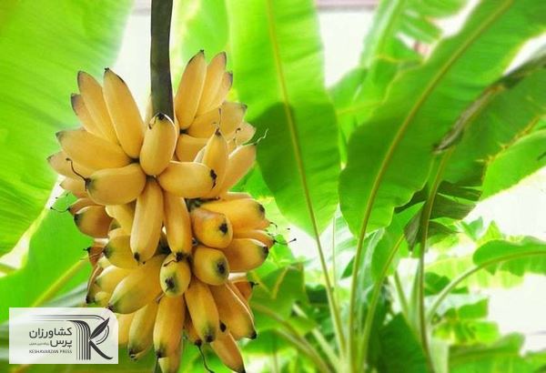 اختصاص ۵۰۰۰ هزار هکتار از سطح باغات جنوب سیستان و بلوچستان به کشت موز