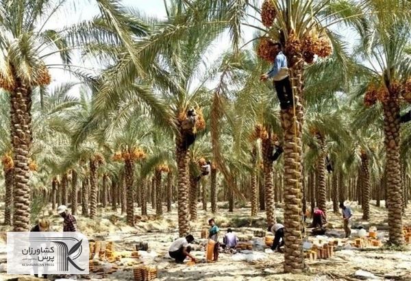 سیاست این سازمان صادرات نخل نیست