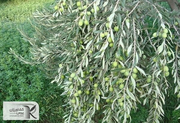  زنجان رتبه اول تولید زیتون کشور را دارد