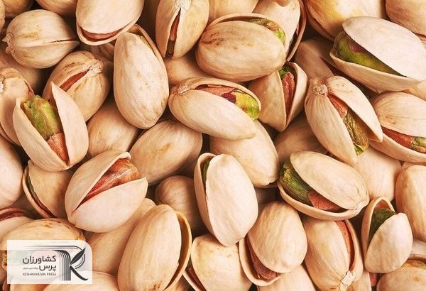 بیش از ۳۳ هزار تُن پسته خشک از باغ‌های استان سمنان برداشت شد