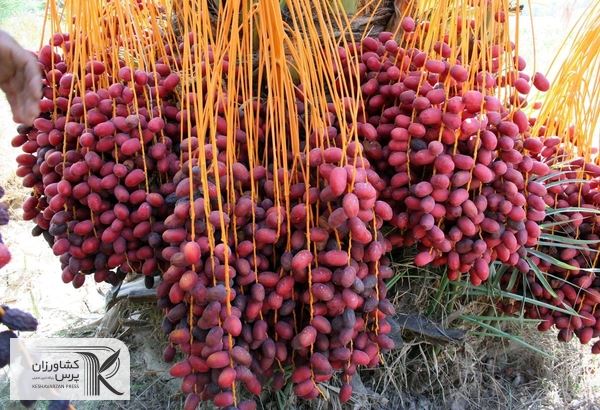 نخلداری قراردادی راهکار توسعه تجارت جهانی خرما
