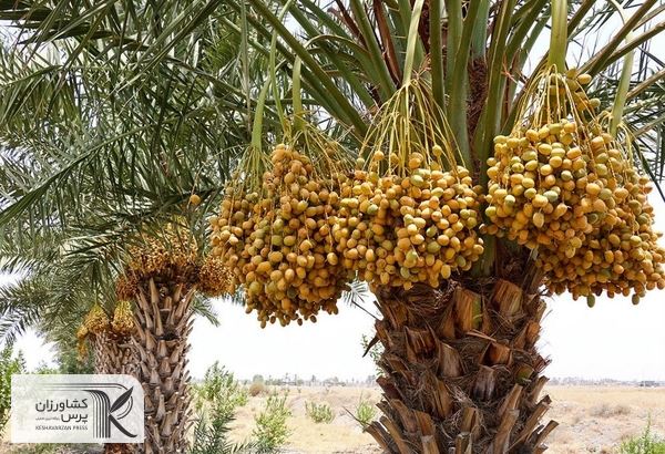 ۲۷۵ هزار تن خرما در سیستان و بلوچستان برداشت شد