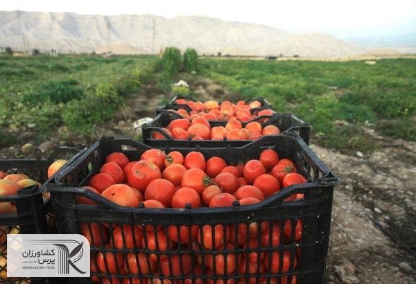 تهیه الگوی کشت محصولات در استان فارس، سازوکاری کارساز