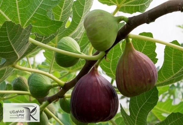 واکاوی مشکلات صادرات انجیر استان فارس