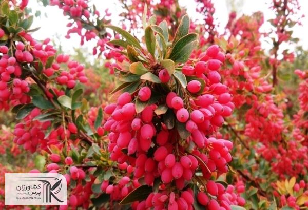 خرید حمایتی زرشک در اولویت حوزه اقتصادی خراسان جنوبی