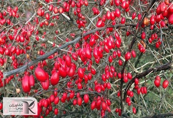 کاستن از دغدغه زرشک‌کاران خراسان جنوبی با خرید حمایتی