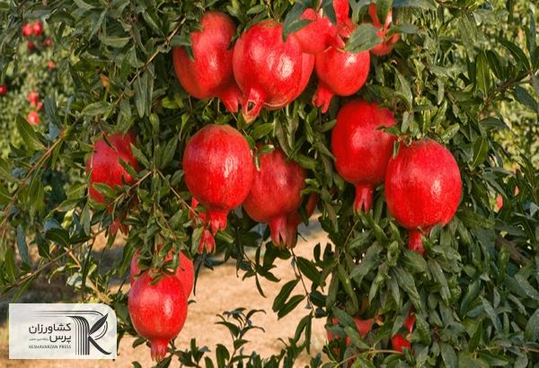 سفید شدن چشم دانه‌های انار فردوس به درِ پژوهشکده