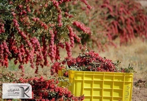 تحقق وعده دولت؛ خرید حمایتی زرشک آغاز شد