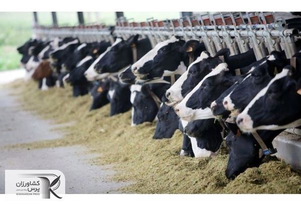 دامداران خراسان جنوبی گرفتار تبعیض در توزیع نهاده
