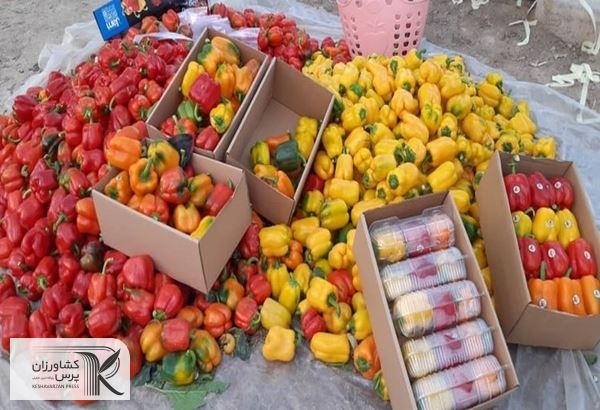 ضررصیفی کاران از ممنوعیت صادرات فلفل‌ به روسیه