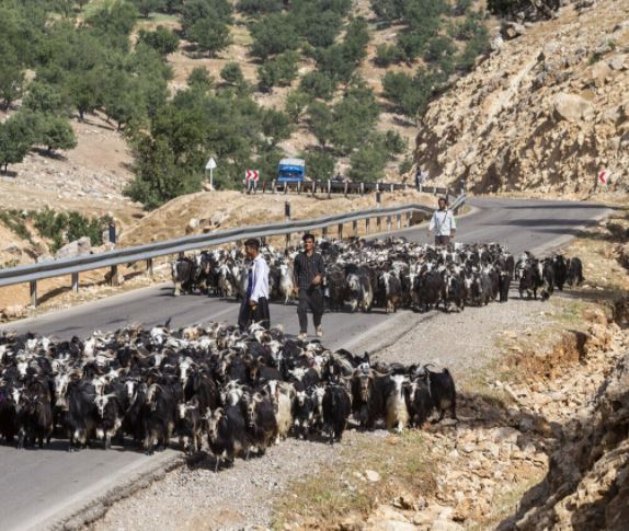باج‌دهی عشایر به مرتع‌داران بی‌دام استان تهران