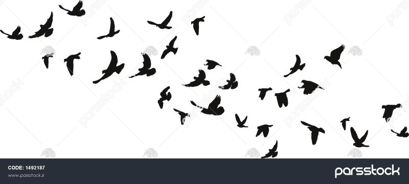 آنفلوانزای پرندگان ارمغان مرغان مهاجر