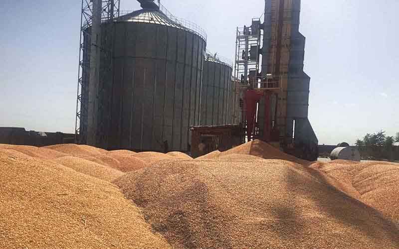 نرخ خرید تضمینی گندم اصلاح شود