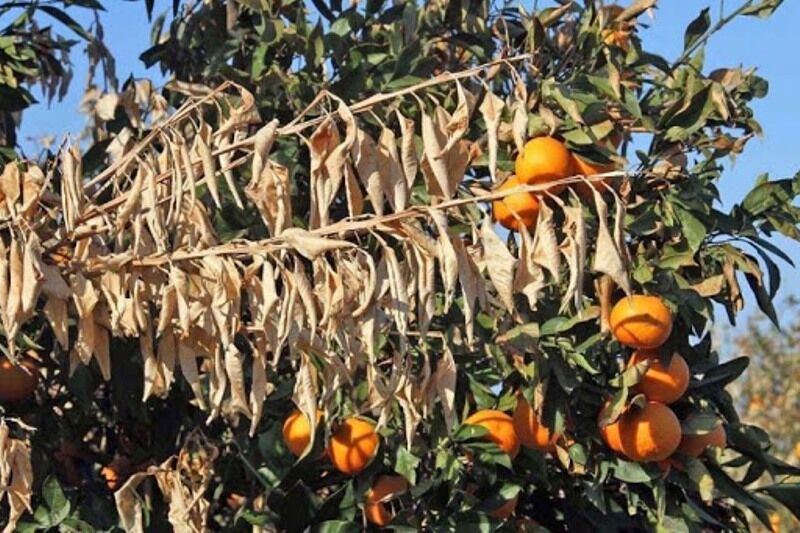 محصولات باغی 