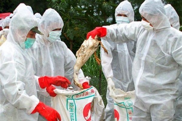مرگ مشکوک پرندگان زمستان‌گذر در تالاب بین‌المللی میانکاله