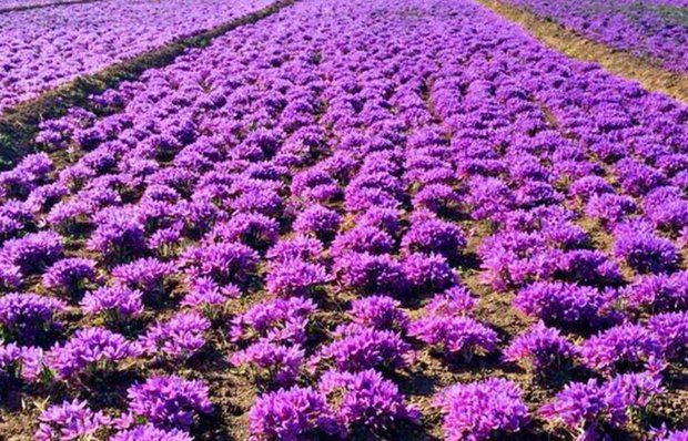 زعفران 