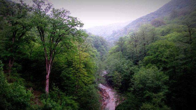 جنگل هیرکاتی
