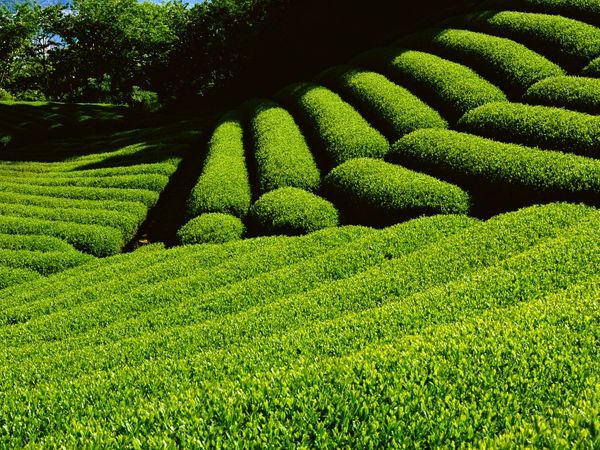 چای