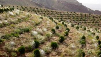 اختصاص یک هزار و ۲۰۰ هکتار از عرصه‌های منابع‌طبیعی به جنگل کاری و بذرکاری