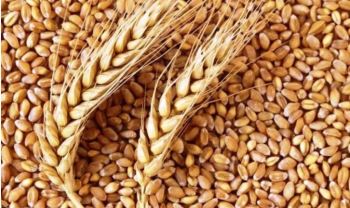  توزیع گسترده بذر بوجاری توسط شرکت خدمات حمایتی به کشاورزان
