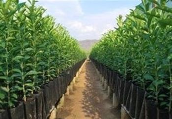 بیش از ۳ هزار اصله نهال جنگلی در جهرم کاشته شد