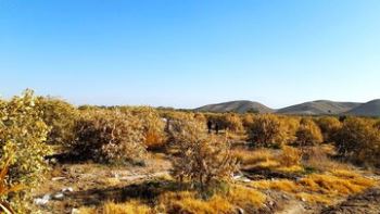 سفر وزیر جهاد کشاورزی به جنوب استان کرمان