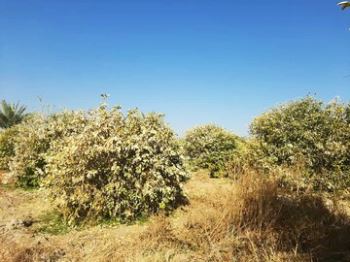 سفر وزیر جهاد کشاورزی به جنوب استان کرمان