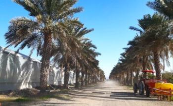سفر وزیر جهاد کشاورزی به جنوب استان کرمان