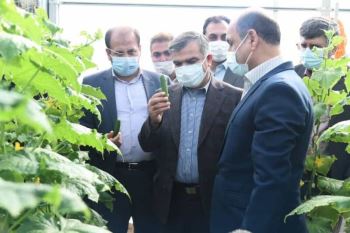 محمد امید 
