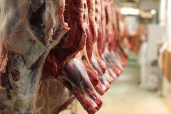 کاهش قیمت مرغ 
