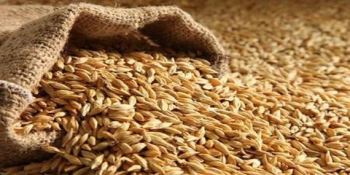 خیز دانش‌بنیان‌ها برای تامین نهاده‌های دامی