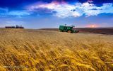  اگر قیمت صرفه اقتصادی نداشته باشد، کشاورزان به سراغ کشت محصولات جالیزی و صیفی می‌روند.